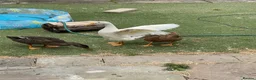 Ducks poultry for sale: 3 x ducks with coop (free to good home) in Stockport - Advert 1