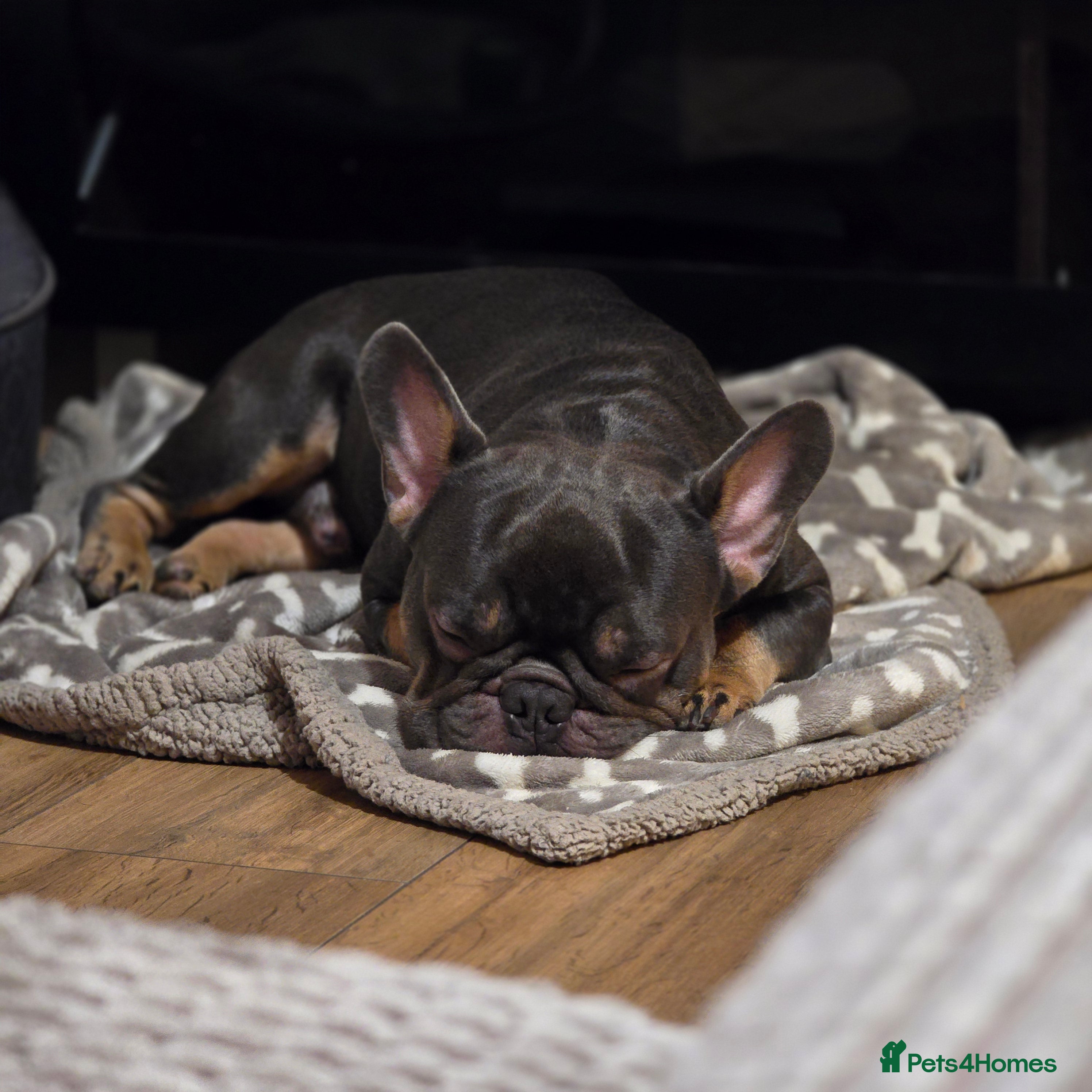 French Bulldog dogs 2 year old Frenchie to re-home urgent!!!!! - Advert 1