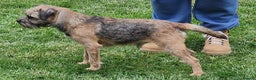 Border Terrier dogs for stud:  stunning border stud dog. in Coalville - Advert 2