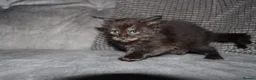 Maine Coon cats for sale: Gorgeous maine coon kittens (2 poly) - Advert 8