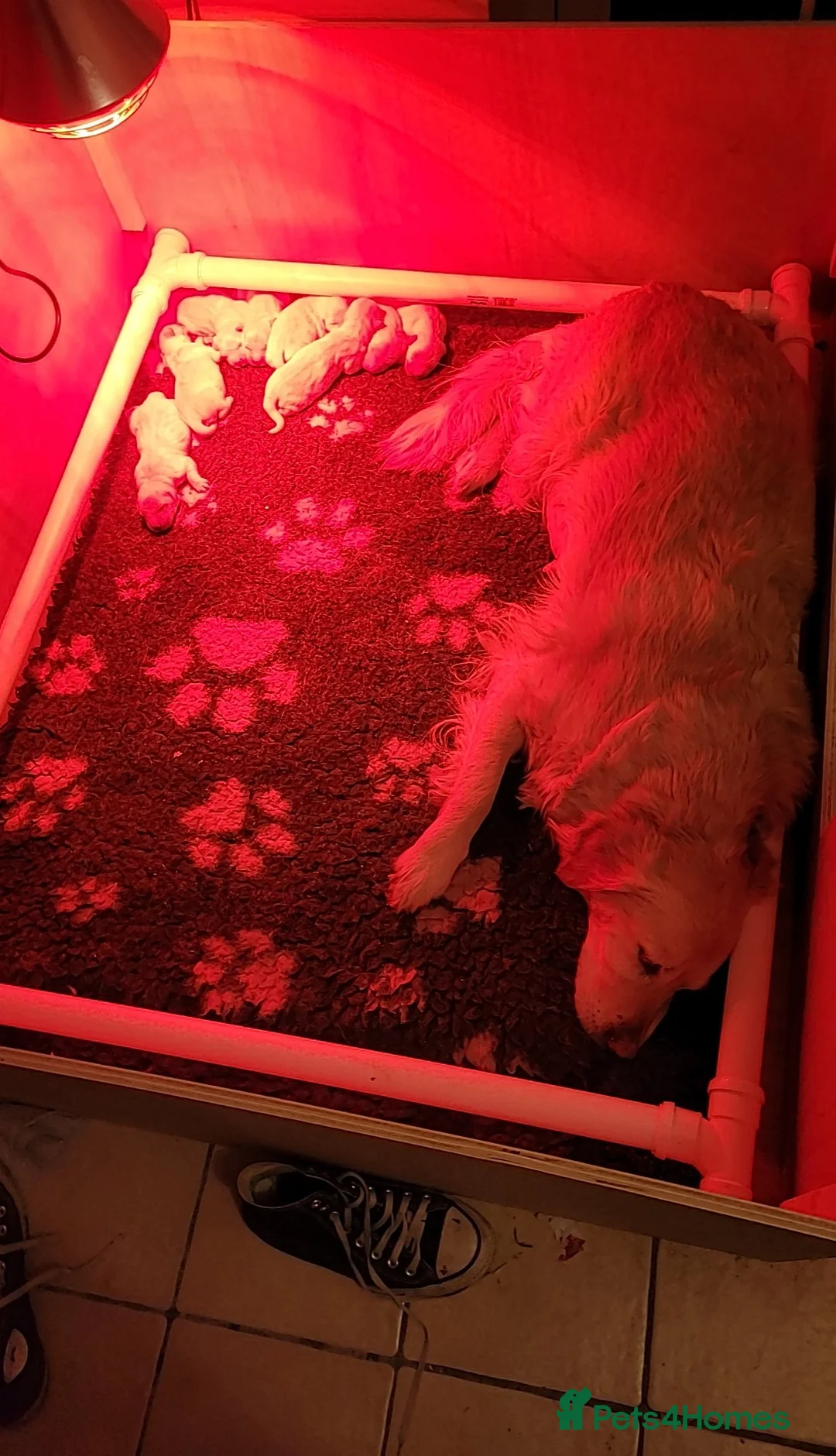 Golden Retriever dogs for sale: 8 golden retriever puppies - Advert 5