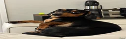 Chiweenie dogs for sale: 1 year old dachshund looking for forever home - Advert 12