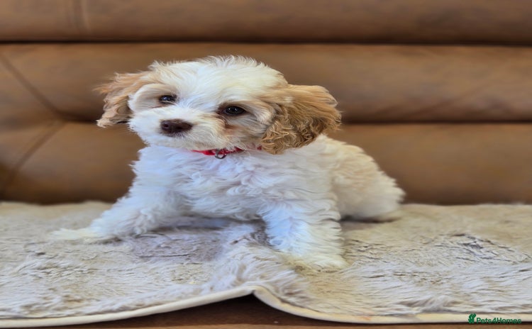Cavapoo dogs - Advert 2