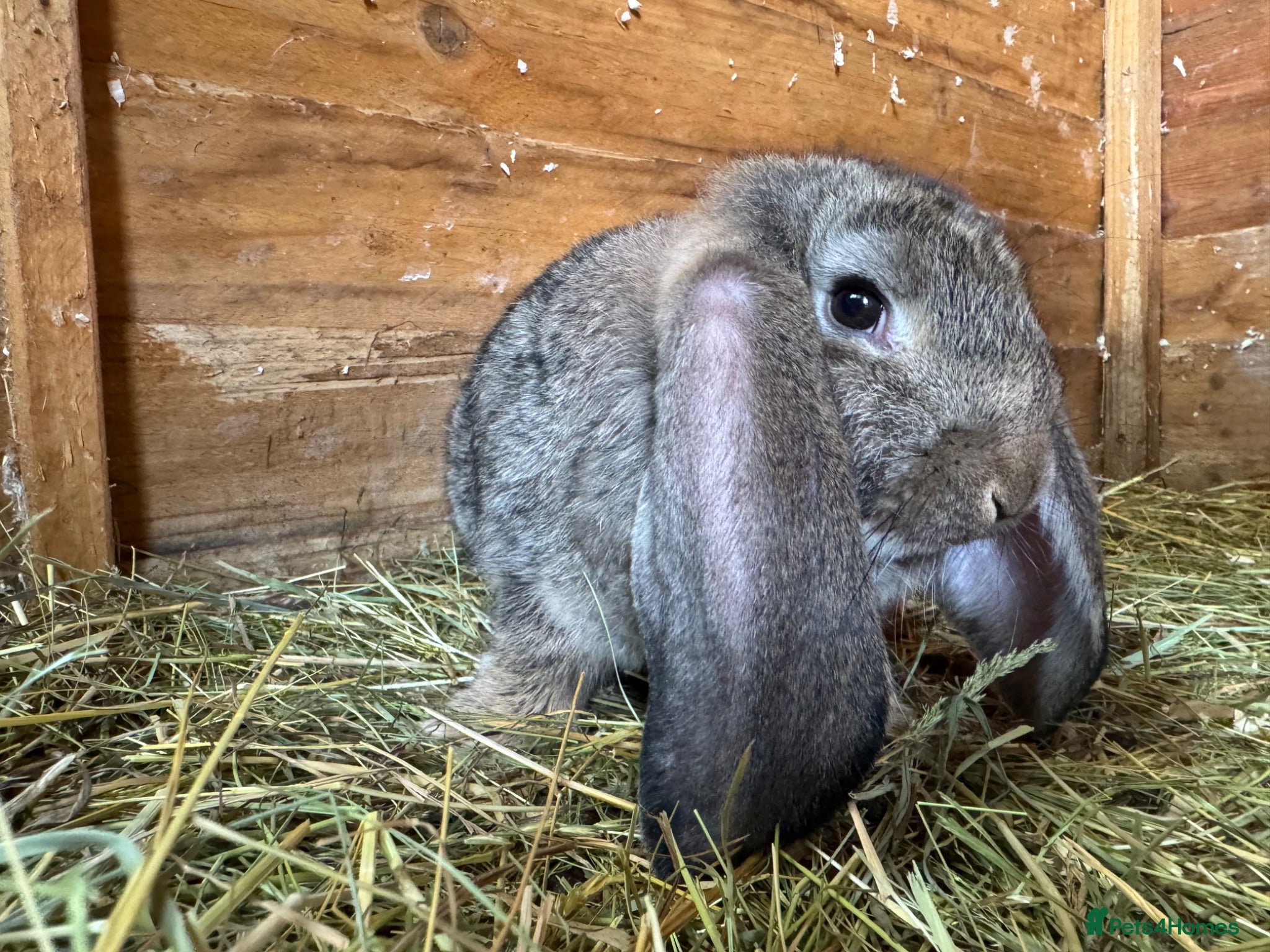 French Lop rabbits Quality Giant French Lops Ready - Advert 2