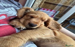 Cocker Spaniel dogs for sale: 14 Week Old Cocker Spaniel Puppy - Image 11