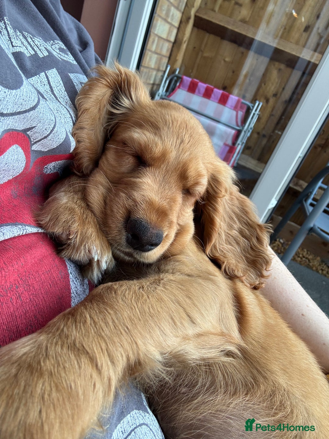 Cocker Spaniel dogs for sale: 14 Week Old Cocker Spaniel Puppy - Image 11