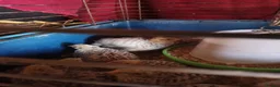 Quail poultry for sale: Italian quail for sale  - Advert 3