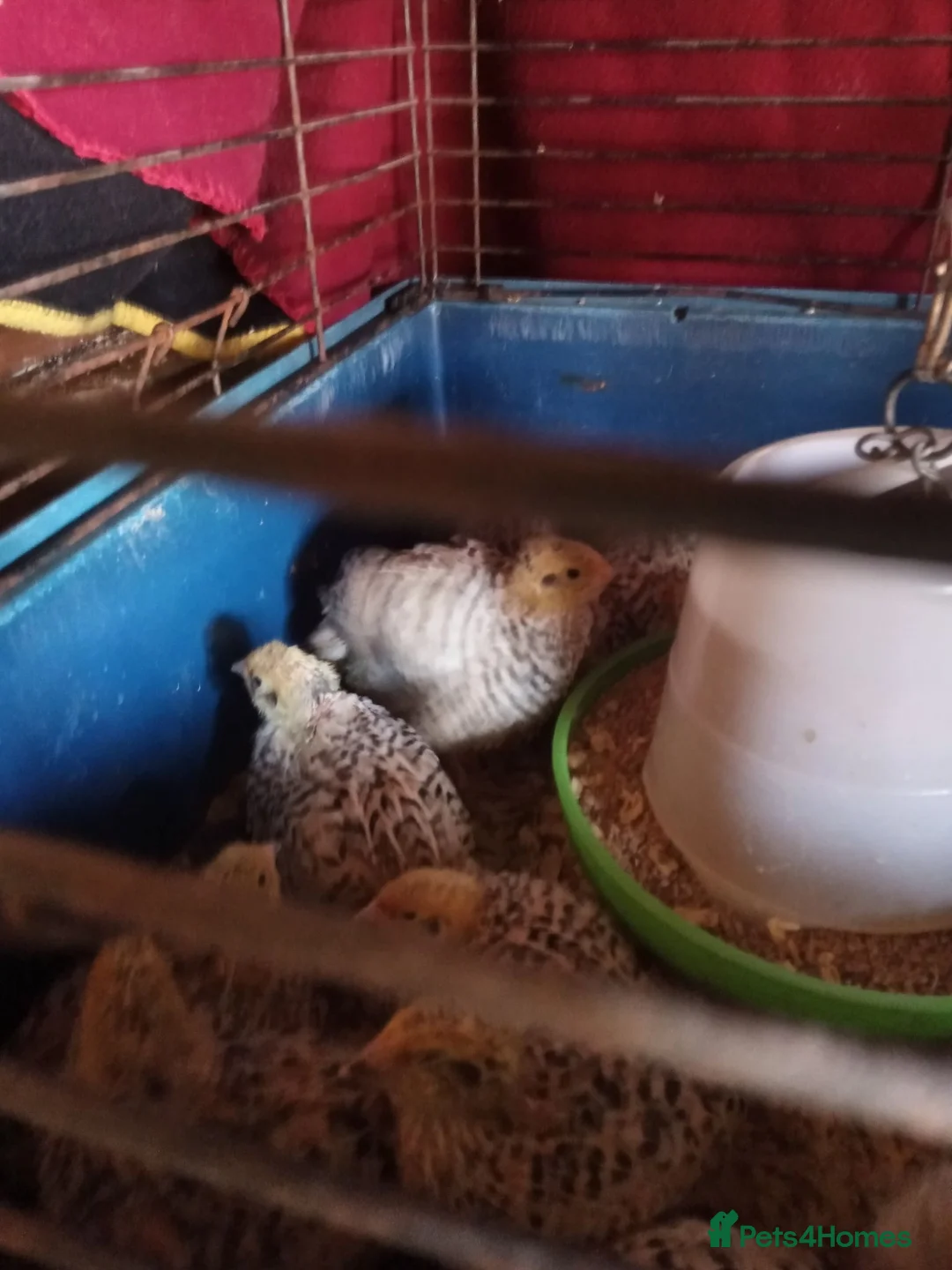 Quail poultry for sale: Italian quail for sale  - Advert 3