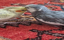 Cockatiels birds for sale: Two Cockatiels With Big Cage & Toys - Image 2