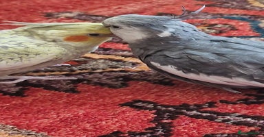 Cockatiels birds - Advert 11