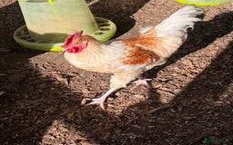 Chickens poultry for sale: 3 x beautiful cockerels needing to be rehomed  - Image 1