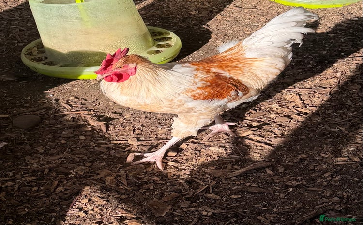 Chickens poultry - Advert 2