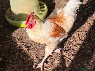 Chickens poultry - Advert 11