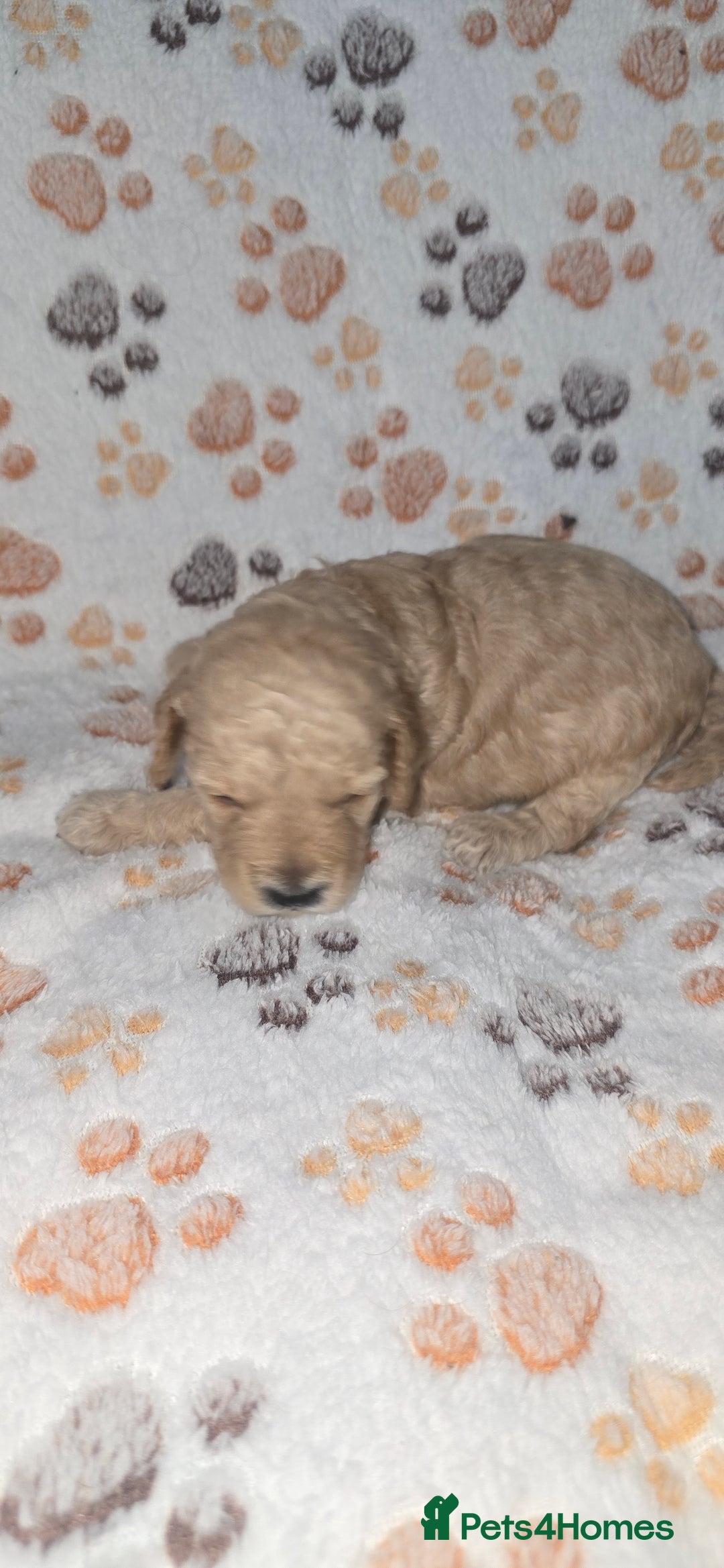 Cockapoo dogs for sale: 7 absolutely adorable cockapoo pups!  - Advert 14