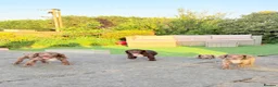 Cocker Spaniel dogs for sale: 🐶 COCKER SPANIEL PUPPIES 🐶  - Advert 6
