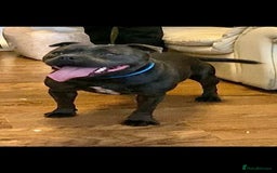 Staffordshire Bull Terrier dogs for stud: PRINCE- SOLID BLUE CHAMPION BRED in Smethwick - Image 6