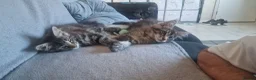 Maine Coon cats for sale: Maine coon kittens  in Wokingham - Advert 8