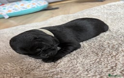 Labrador Retriever dogs for sale: Beautiful litter of kc registered labrador  - Image 10