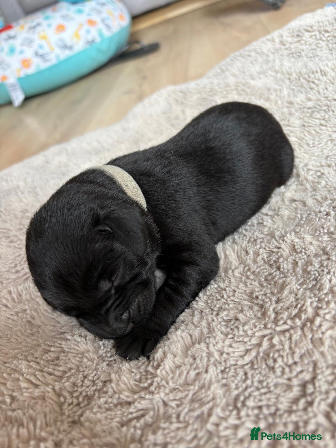 Labrador Retriever dogs for sale: Beautiful litter of kc registered labrador  - Image 10