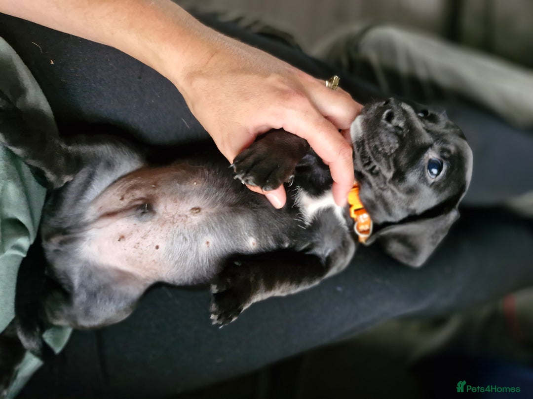 Miniature Dachshund dogs for sale: Miniature dachshund  - Image 10