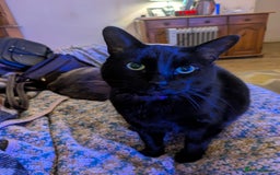 Mixed Breed cats for sale: Binxx - Image 9