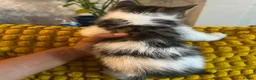 Mixed Breed cats for sale: 1 girl fluffy tabby - Advert 6