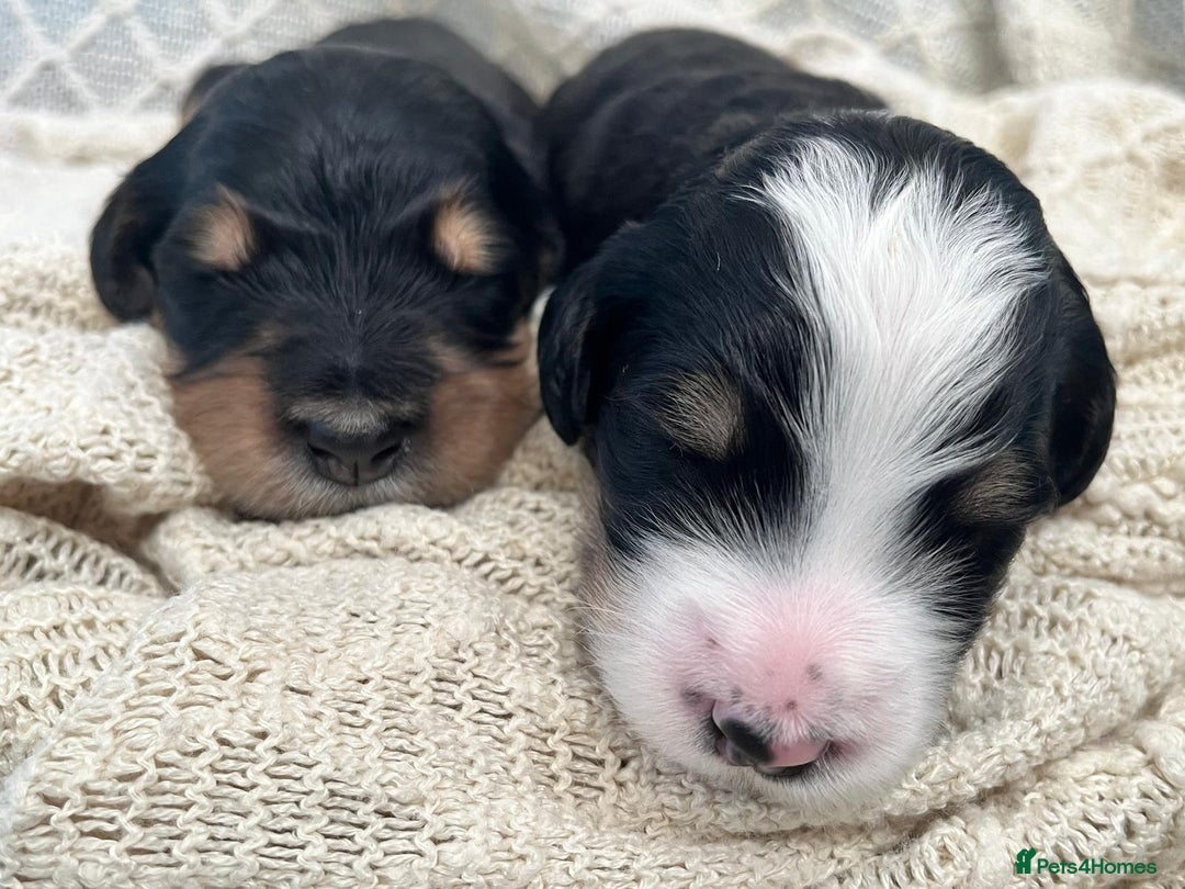 Bernedoodle dogs for sale: Exceptional F1 Bernedoodle Puppies - Advert 4