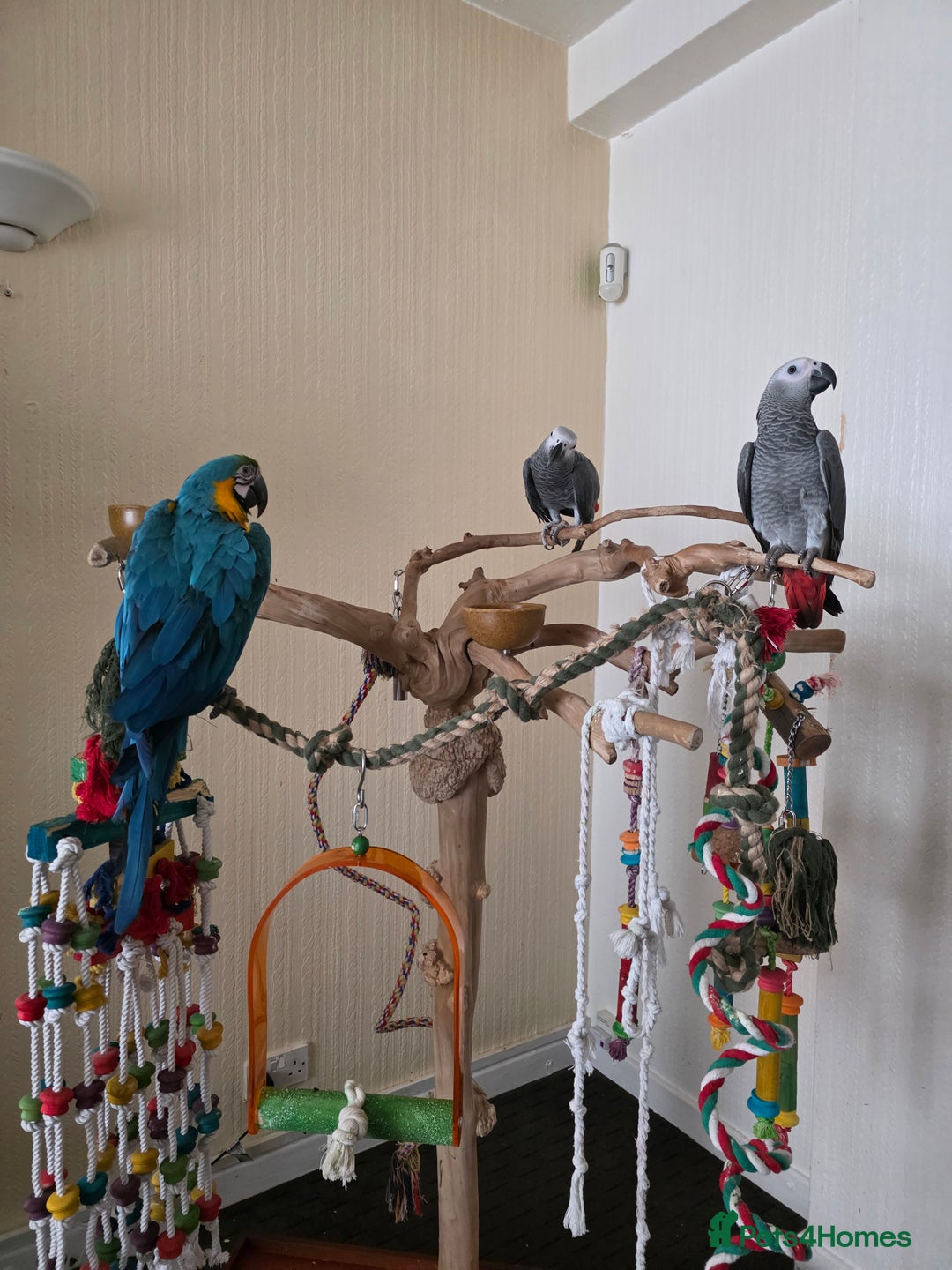 Parrots birds for sale: African grey baby 17 weeks old - Image 2
