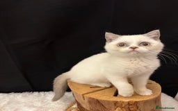 British Shorthair cats for sale: 💗 Gorgeous Full Pedigree BSH Trusted Breeder 💗 - Image 37