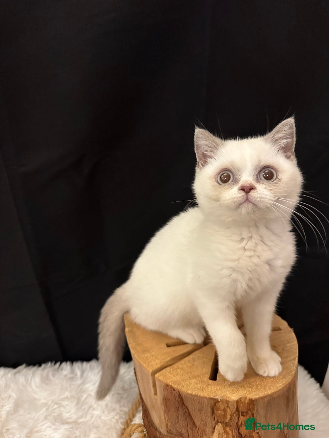 British Shorthair cats for sale: 💗 Gorgeous Full Pedigree BSH Trusted Breeder 💗 - Image 37