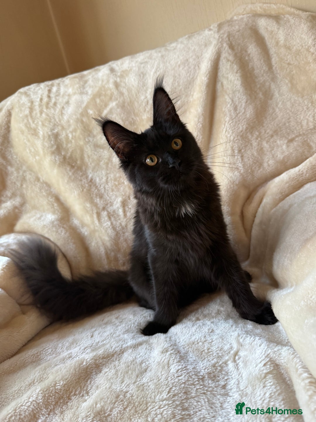 Maine Coon cats for sale: Pedigree GCCF Russian Import line Maine Coons - Advert 2