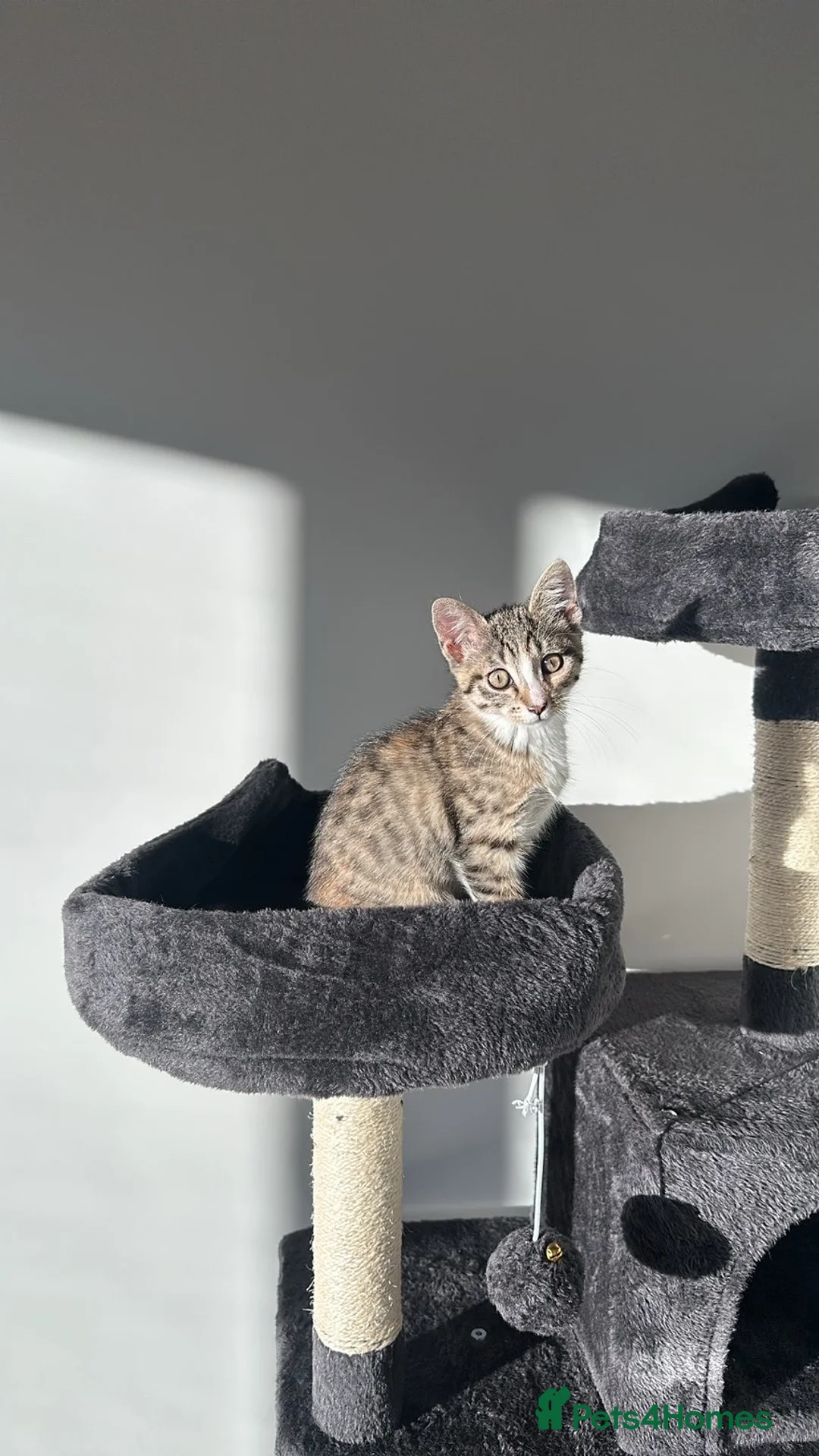 Mixed Breed cats for sale: Beautiful, Healthy Kitten– Ready for Forever Home - Advert 1