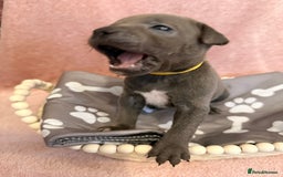 Staffordshire Bull Terrier dogs for sale: 🐾Beautiful chunky Staffies 🐾 - Image 16