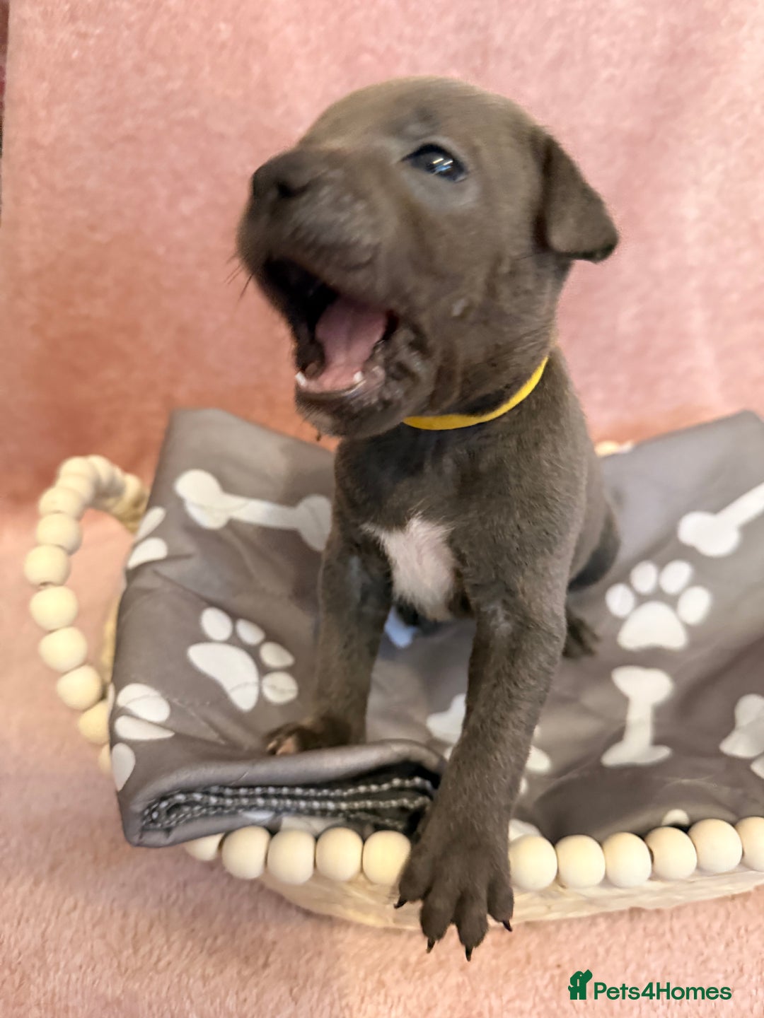 Staffordshire Bull Terrier dogs for sale: 🐾Beautiful chunky Staffies 🐾 - Image 16