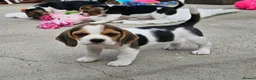 Beagle dogs for sale: Stunning Litter of KC Registered Beagle Pups  in Thirsk - Advert 14
