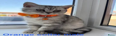 British Shorthair Kitten 5