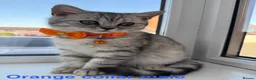 British Shorthair cats for sale: Tabby British Shorthair  - Advert 6