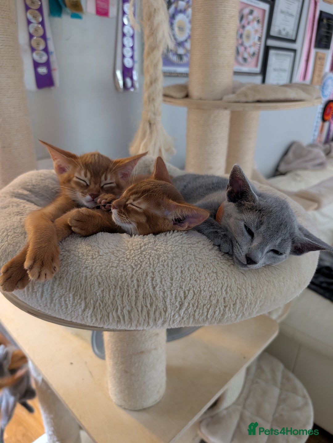 Russian Blue cats for sale: Stunning Russian Blue babies  in Huddersfield - Image 5