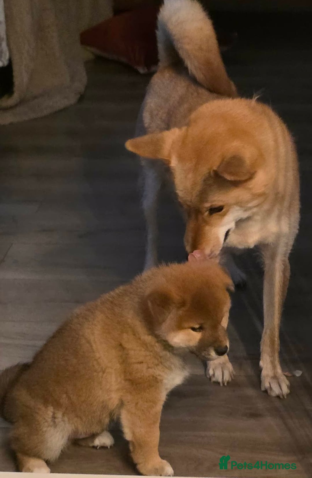 Japanese Shiba Inu dogs for sale: Puppy dog  - Advert 1