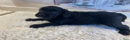 Mini Goldendoodle dogs for sale: F1 Goldendoodle - Advert 19