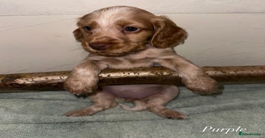 Cocker Spaniel dogs Beautiful Working Cocker Spaniels WF9 1ET  - Advert 12