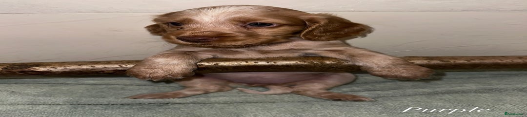 Cocker Spaniel Pup - purple 