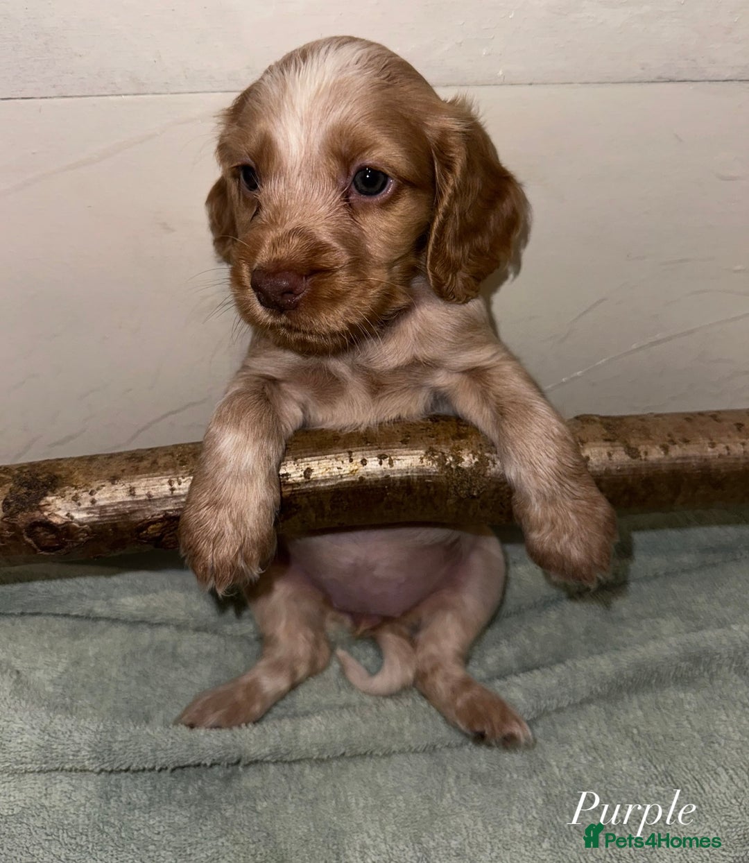 Cocker Spaniel dogs for sale: Beautiful Working Cocker Spaniels WF9 1ET  - Advert 2