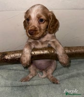 Cocker Spaniel dogs Beautiful Working Cocker Spaniels WF9 1ET - Advert 9