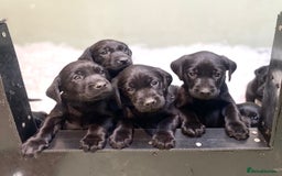 Labrador Retriever dogs for sale: FULLY HEALTH TESTED PARENTS,Smart,Tidy Lab Puppies - Image 2
