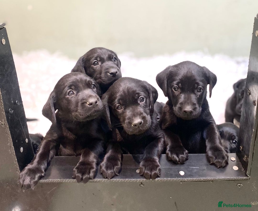 Labrador Retriever dogs for sale: FULLY HEALTH TESTED PARENTS,Smart,Tidy Lab Puppies - Image 2
