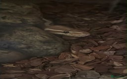 Python Snake reptiles for sale: Banana enchi pied royal ball python  - Image 2