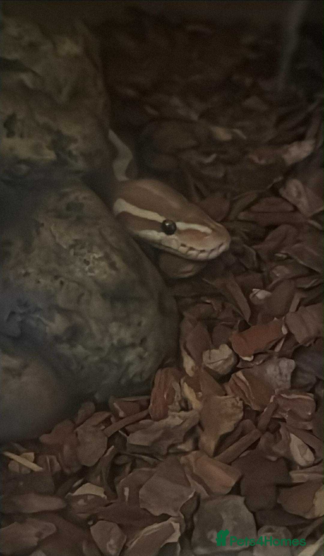 Python Snake reptiles for sale: Banana enchi pied royal ball python  - Image 2