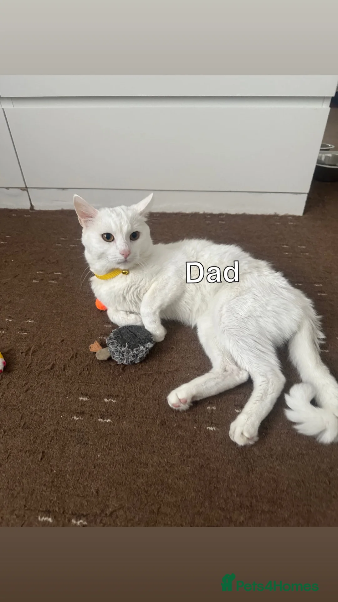 Mixed Breed cats for sale: White Black Kittens - Advert 2