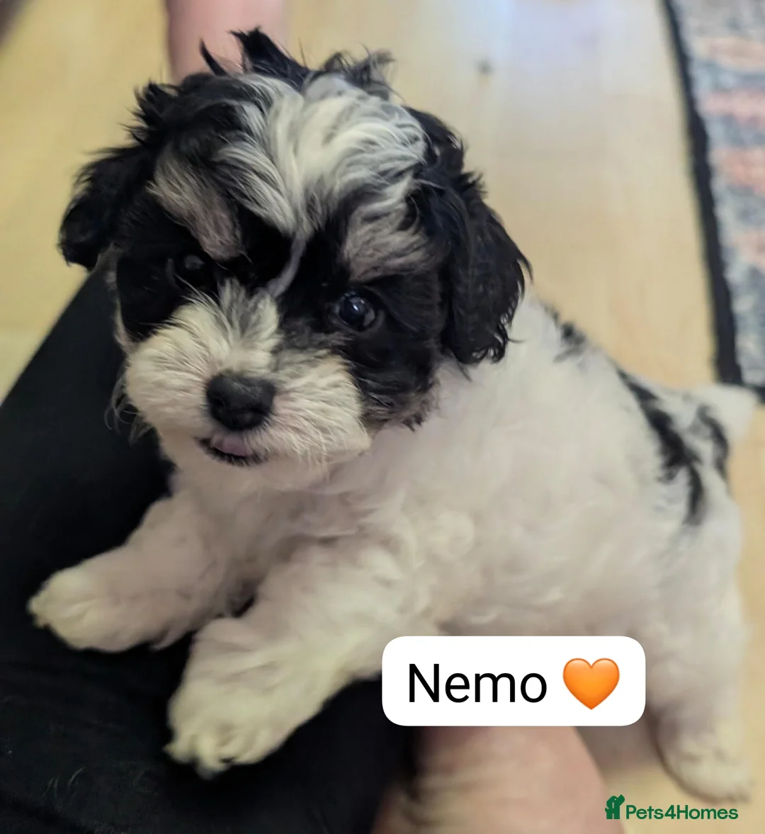 Chipoo dogs for sale: Chipoo Puppies - Advert 31